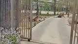 打开老虎园大门的那一刻，我们在游览车里都不敢乱动了