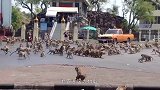 猴子惹怒印尼人，直接被丢进了动物园，几只巨蜥瞬间兴奋了