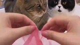 将猫咪头发梳成大人的模样