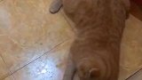 可怜的小猫，因为尿闭导致了抽搐，还好及时抢救了！