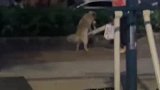 狗在公园健身，跷跷板都玩明白了