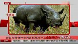 世界珍稀物种非洲西部黑犀牛正式宣告灭绝