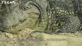 鳄鱼埋伏疣猪，疣猪一点也不怂，趴在岸边盯着鳄鱼的一举一动！