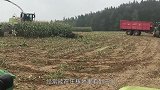 秃头大叔赤脚单挑受伤野猪，手拿棍子不断挑衅，谁知野猪站起来了