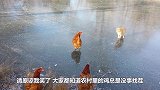猫咪和鸡在结冰湖面上约架，接下来的一幕，请原谅我笑了！