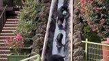 猪：好久没洗澡了，终于可以洗澡了！