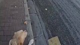 女子和导盲犬上公交车，乘客很友好