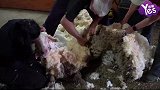 澳洲「流浪羊」成网红！ 多年背30公斤羊毛到处游荡