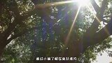非洲奇特的树洞酒吧，六千年老树被改造成酒吧，结局让人感到惋惜
