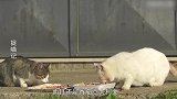 捉喵记：小白猫午餐吃意大利面，吸面技能如此娴熟