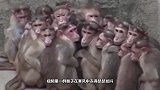 最残忍动物园，猴子寒风中瑟瑟发抖，看完你心痛了吗