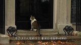 猫咪跑到一幢豪宅前，还以为是只流浪猫，原来是大户人家的小姐！