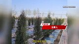 女子称婆婆的公墓被活人霸占：我婆婆的骨灰盒和墓碑都找不到了