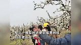女子不顾劝阻站梨花枝头上狂摇，边跳舞边让人拍摄：花瓣掉落一地