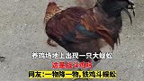 养鸡场地上出现一只大蜈蚣，这是战斗鸡吗