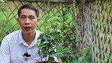 入冬前养三角梅，养护目的要明确，枝条更多更粗壮，来年开花更多