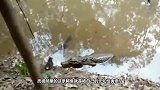 电鳗钻进洞里捕食，下秒一道黑影闪过，电鳗慌忙逃走