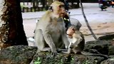 可怜的小猴子被咬了，因为食物多大猴子就咬了小猴子
