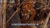 老虎上树捕食猴子，结果一屁股摔到地上！