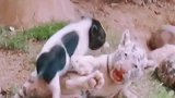 快来人了，午餐肉造反了
