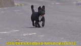 拯救生活在公路边上的狗狗，爱心接力太温馨了
