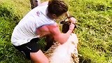 橄榄球星Nick解救一只被铁丝网困的小羊