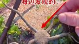 海边发现的，这是啥玩意