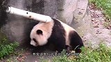 大熊猫宝宝打妈妈，结果被熊猫妈妈摁着一顿打，场面笑翻了