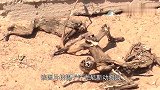 它们是人类冲突的无辜受害者，因没有食物而被饿成了干尸