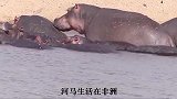 河马吃西瓜竟然能一口一个这张开的口真大啊