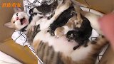 猫咪：宝宝生得有点多，铲屎官快来救救我