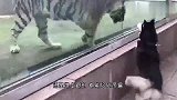 二哈隔着围栏挑衅耗牛，不料耗牛上头撬开围栏，二哈反应请你别笑