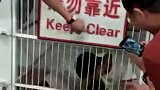 笼子里有单身狗，很凶的！请勿靠近！