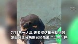 地面温度破40度！马来熊杭州热成“土狗”，垂头哈气进“温泉”