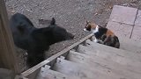 你可是一只熊啊，被一只猫吓成这样，你真怂！