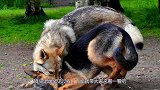 野狼偷羊遭遇牧羊犬，王者见面直接打架，镜头记录罕见过程！