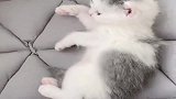 猫咪：听说你到处跟别人说我死了你感觉我，会让你得逞吗