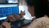 猫：天天就知道画图，也不陪我玩儿！
