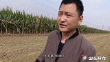 村上为啥越来越多玉米收的越来越晚，看看咋回事