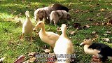 精神小鸭不请自来，小奶狗：你等着我叫我妈来收拾你们
