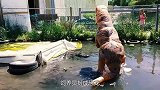 饲养员假扮恐龙，挑逗水里的鳄鱼，结果鳄鱼的反应让人难以相信