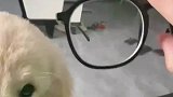 当主人给金毛戴上眼镜，瞬间气质就不一样了