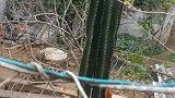 男子随手种了棵“仙人掌”，五年间竟从三十公分长到十米