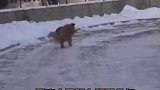 现实版忠犬八公！大黄原地等候去世的主人5年