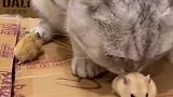 没想到猫和田鼠还能做朋友，真是太搞笑了，就问你惊不惊喜