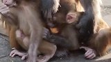助人为乐的猴妈，尽职尽责帮助别人照顾猴宝宝  猴子