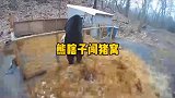 狗熊私闯猪宅,结果被赶来的公猪给打跑了,真熊啊