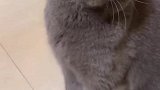 猫：视频都录完了，我的小鱼干呢！
