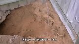 男子在打扫后院时，看到一奇怪的洞穴，出来的东西让他脸色变了