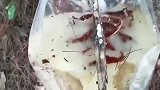 大树里面出来的胶水，对树体的伤害非常大，所以要及时的取出